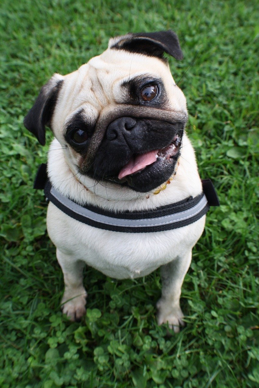 pug